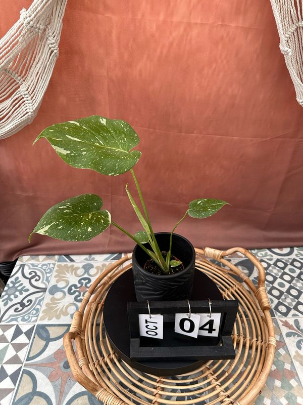 Monstera Thai Constellation S #4 Monstera Thai Constellation S #4