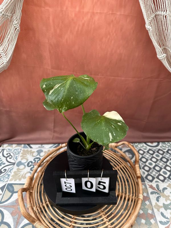 Monstera Thai Constellation S #5 Monstera Thai Constellation S #5