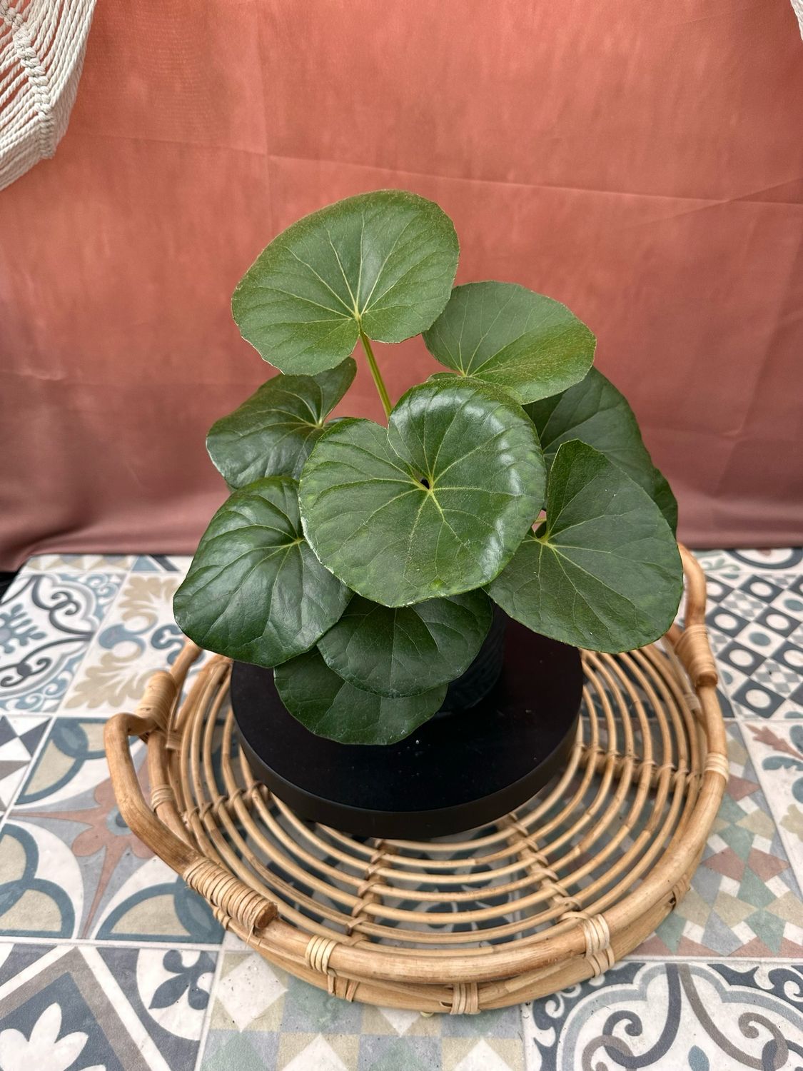 Farfugium japonicum Giganteum 