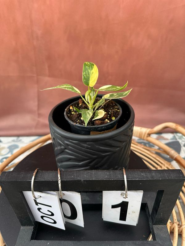 Philodendron Florida Beauty Jungpflanze #1 Philodendron Florida Beauty Jungpflanze #1