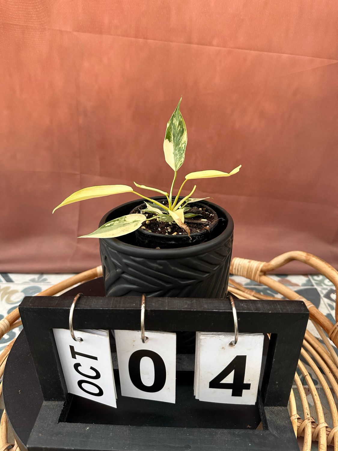 Philodendron Florida Beauty Jungpflanze #4