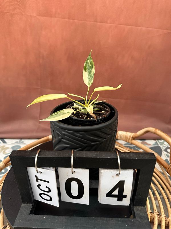 Philodendron Florida Beauty Jungpflanze #4 Philodendron Florida Beauty Jungpflanze #4