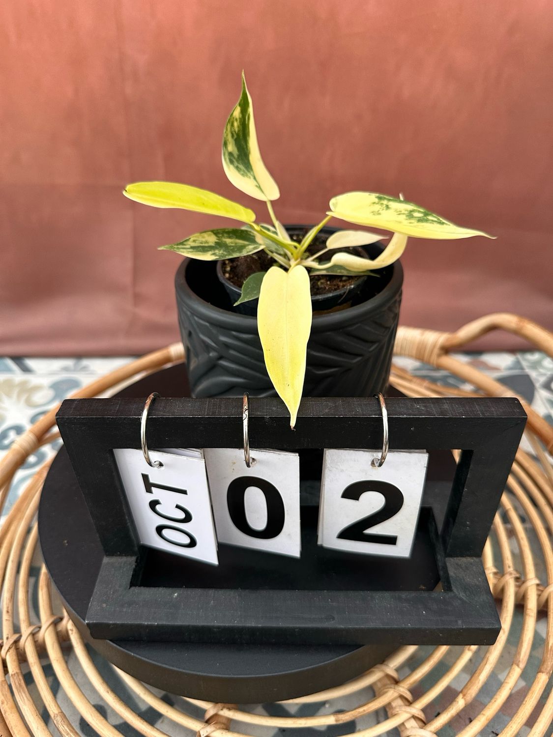 Philodendron Florida Beauty Jungpflanze #2 Philodendron Florida Beauty Jungpflanze #2