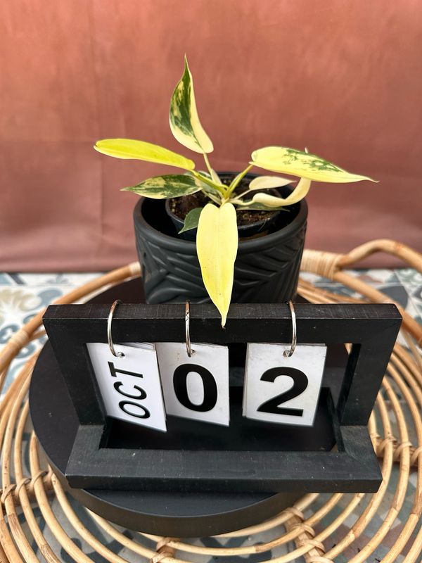 Philodendron Florida Beauty Jungpflanze #2 Philodendron Florida Beauty Jungpflanze #2