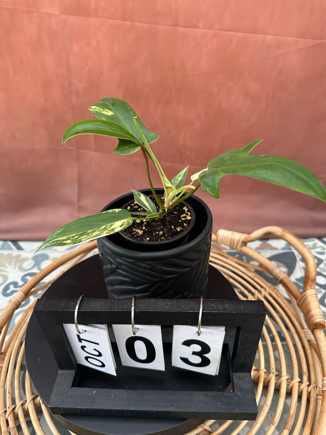 Philodendron Florida Beauty Jungpflanze #3 Philodendron Florida Beauty Jungpflanze #3