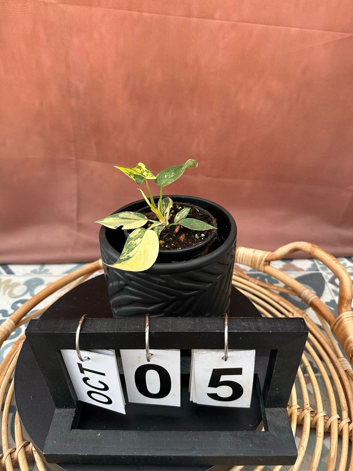 Philodendron Florida Beauty Jungpflanze #5 Philodendron Florida Beauty Jungpflanze #5