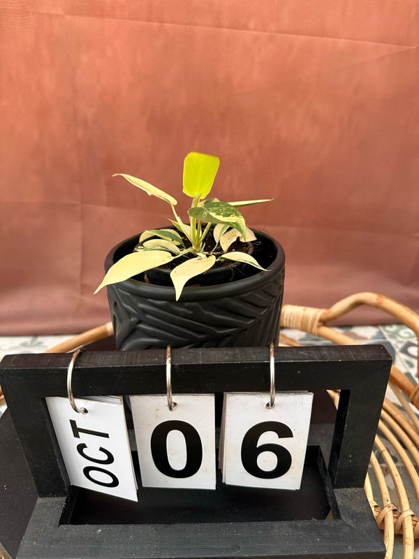 Philodendron Florida Beauty Jungpflanze #6 Philodendron Florida Beauty Jungpflanze #6