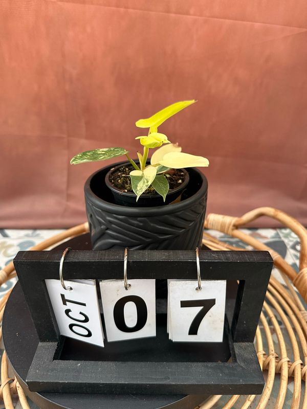 Philodendron Florida Beauty Jungpflanze #7 Philodendron Florida Beauty Jungpflanze #7