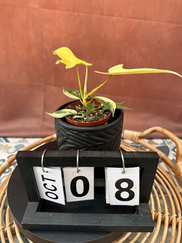 Philodendron Florida Beauty Jungpflanze #8 Philodendron Florida Beauty Jungpflanze #8