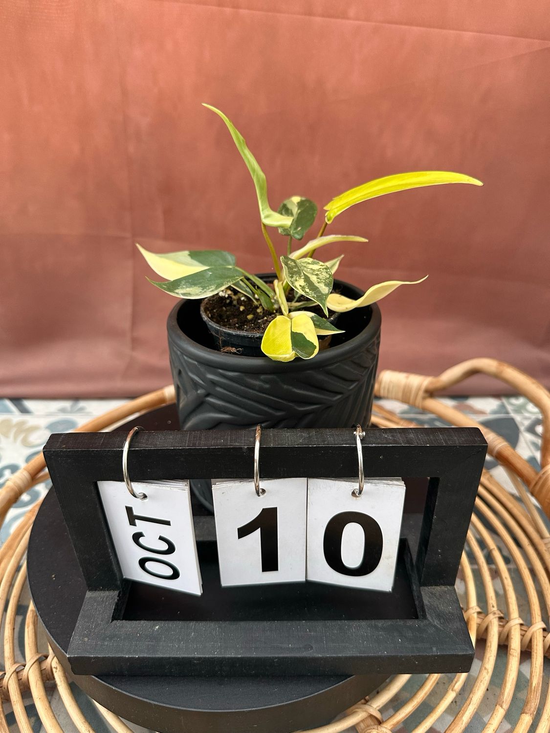 Philodendron Florida Beauty Jungpflanze #10 Philodendron Florida Beauty Jungpflanze #10