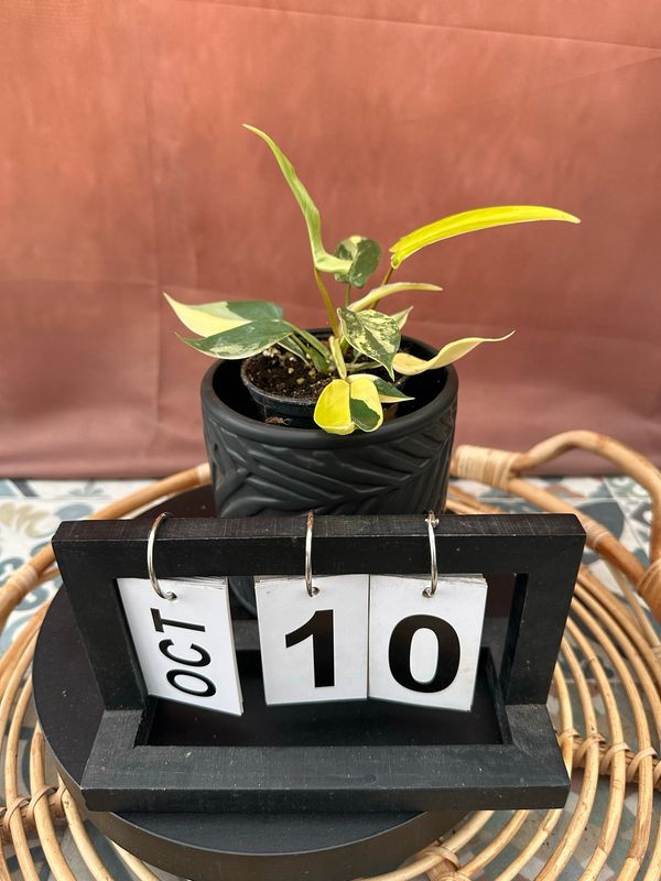 Philodendron Florida Beauty Jungpflanze #10 Philodendron Florida Beauty Jungpflanze #10