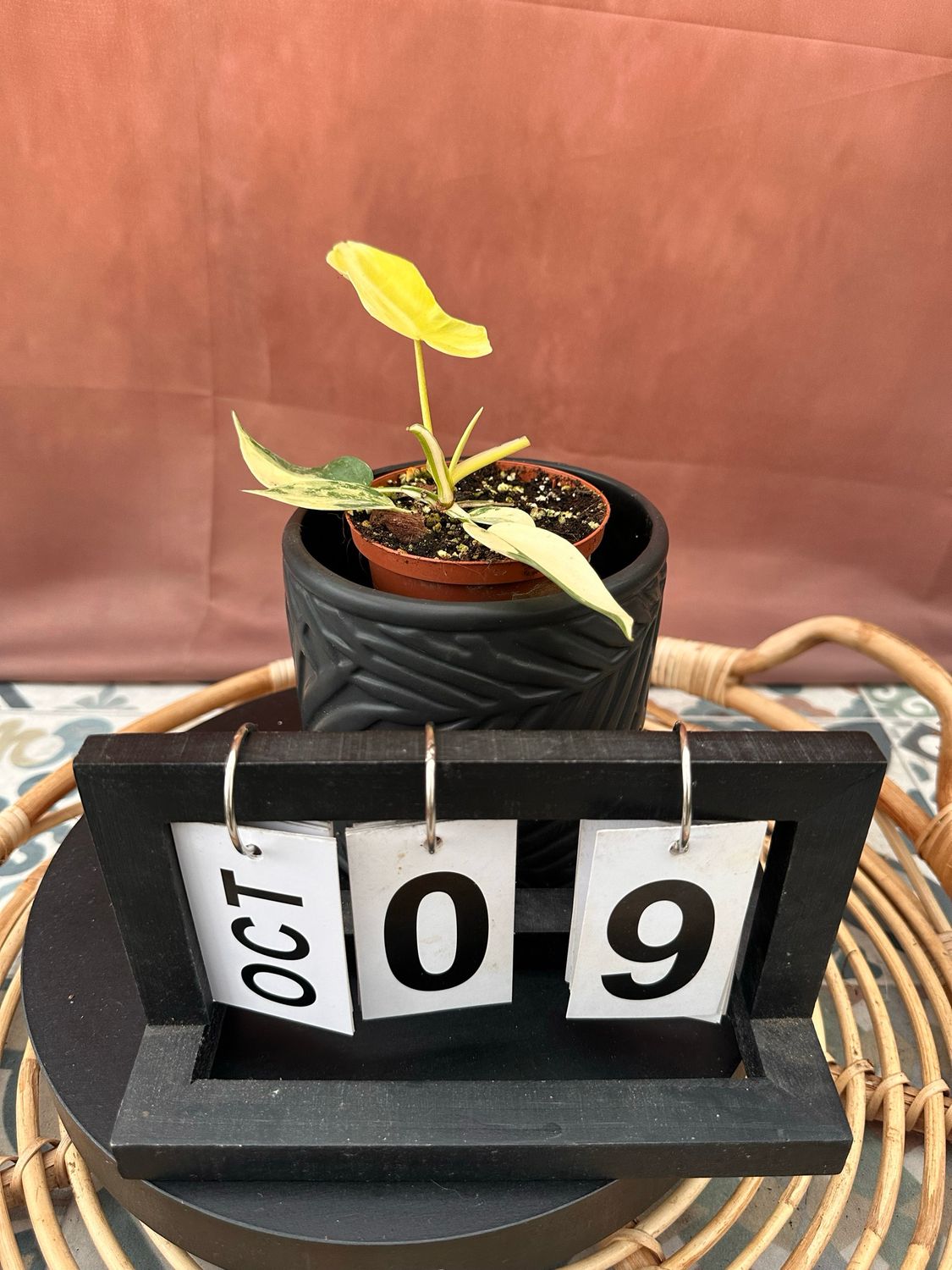 Philodendron Florida Beauty Jungpflanze #9 Philodendron Florida Beauty Jungpflanze #9