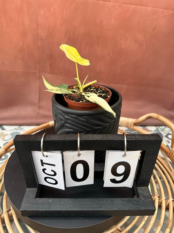 Philodendron Florida Beauty Jungpflanze #9 Philodendron Florida Beauty Jungpflanze #9