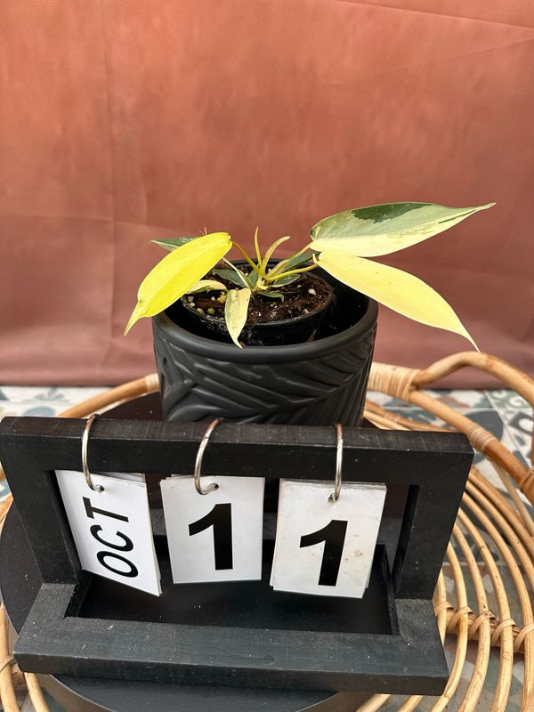 Philodendron Florida Beauty Jungpflanze #11 Philodendron Florida Beauty Jungpflanze #11