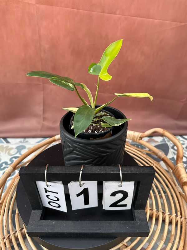 Philodendron Florida Beauty Jungpflanze #12 Philodendron Florida Beauty Jungpflanze #12