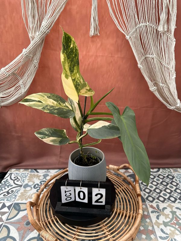Philodendron Silver Sword Variegata #2 Philodendron Silver Sword Variegata #2