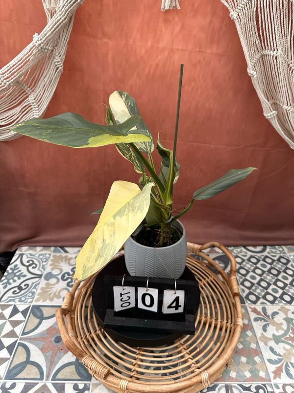 Philodendron Silver Sword Variegata #4 Philodendron Silver Sword Variegata #4