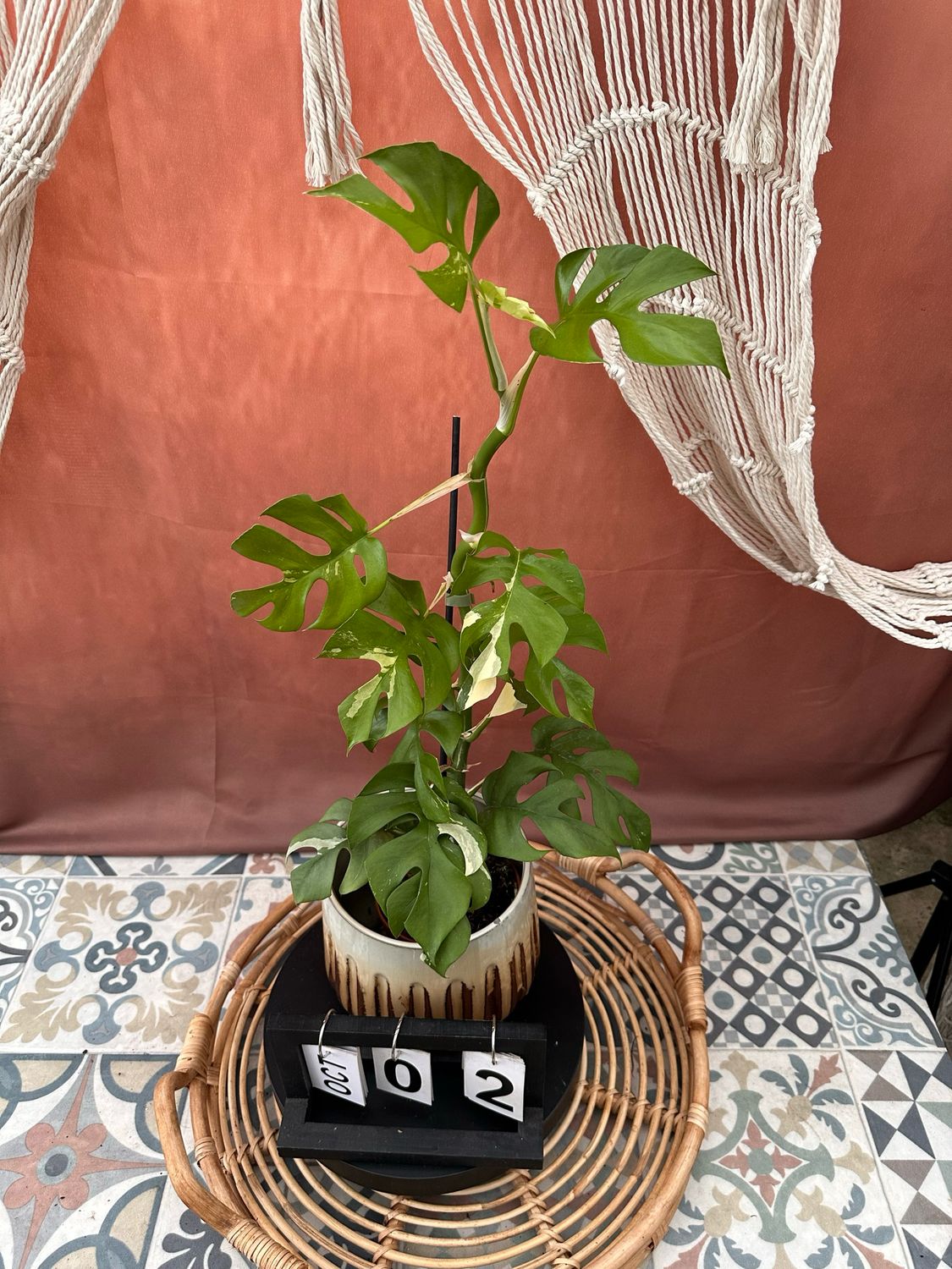 Monstera Minima Albo Variegata - Rhaphidophora tetrasperma #2