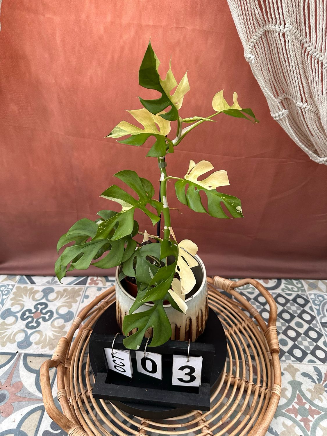 Monstera Minima Albo Variegata - Rhaphidophora tetrasperma #3