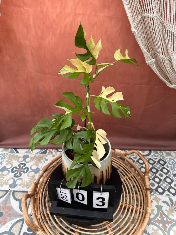 Monstera Minima Albo Variegata - Rhaphidophora tetrasperma #3 Monstera Minima Albo Variegata - Rhaphidophora tetrasperma #3