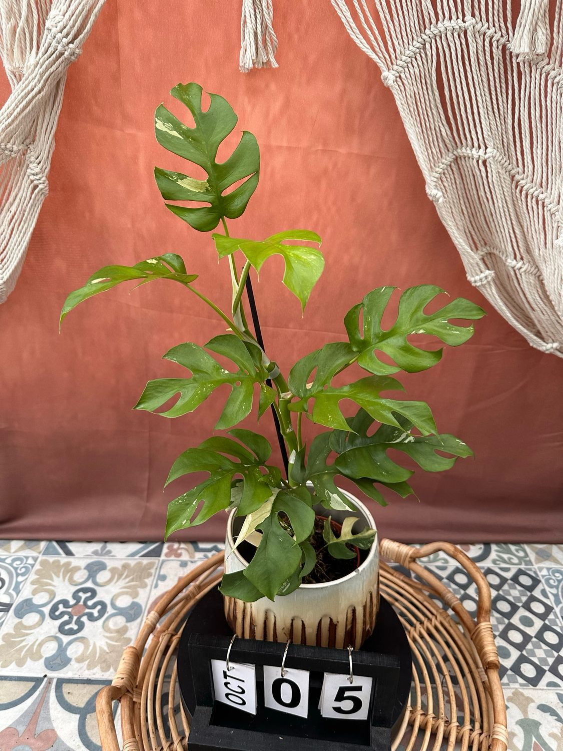Monstera Minima Albo Variegata - Rhaphidophora tetrasperma #5