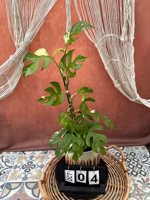 Monstera Minima Albo Variegata - Rhaphidophora tetrasperma #4 Monstera Minima Albo Variegata - Rhaphidophora tetrasperma #4