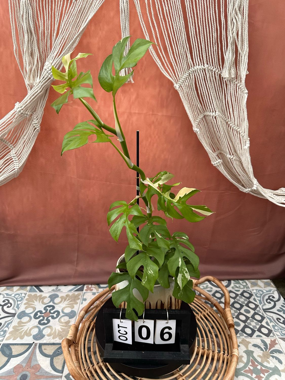 Monstera Minima Albo Variegata - Rhaphidophora tetrasperma #6 Monstera Minima Albo Variegata - Rhaphidophora tetrasperma #6