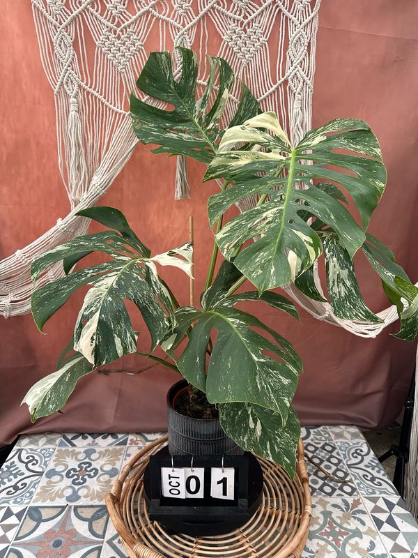 Monstera Deliciosa Albo Variegata Large #1 Monstera Deliciosa Albo Variegata Large #1