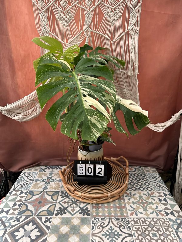 Monstera Deliciosa Albo Variegata Large #2 Monstera Deliciosa Albo Variegata Large #2