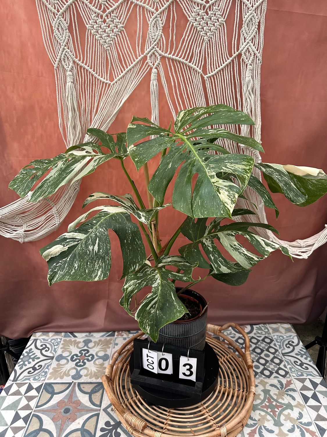 Monstera Deliciosa Albo Variegata Large #3