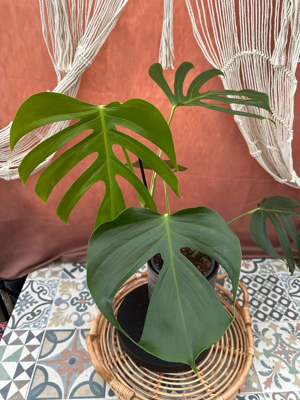 Monstera sierrana Mexican