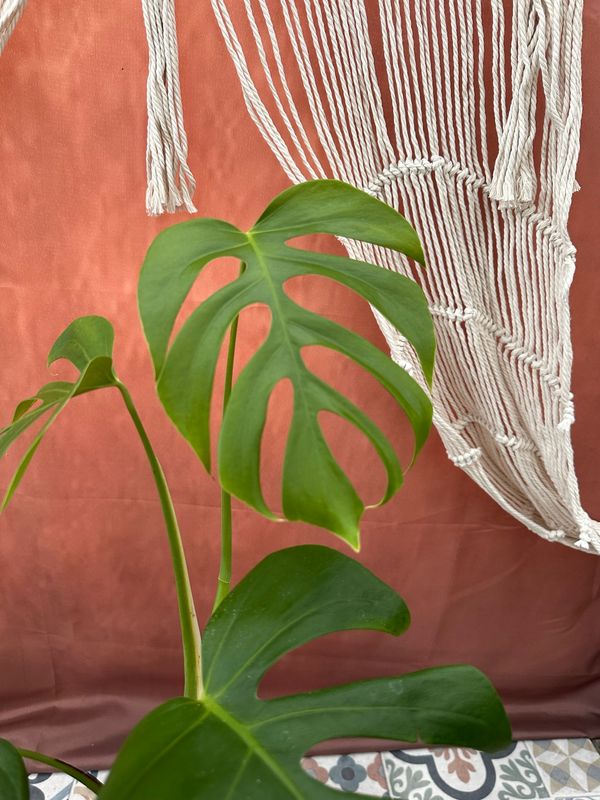 Monstera sierrana Brasil