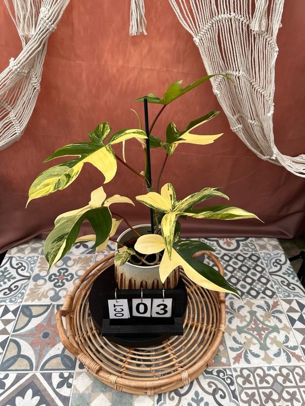 Philodendron Florida Beauty #3 Philodendron Florida Beauty #3