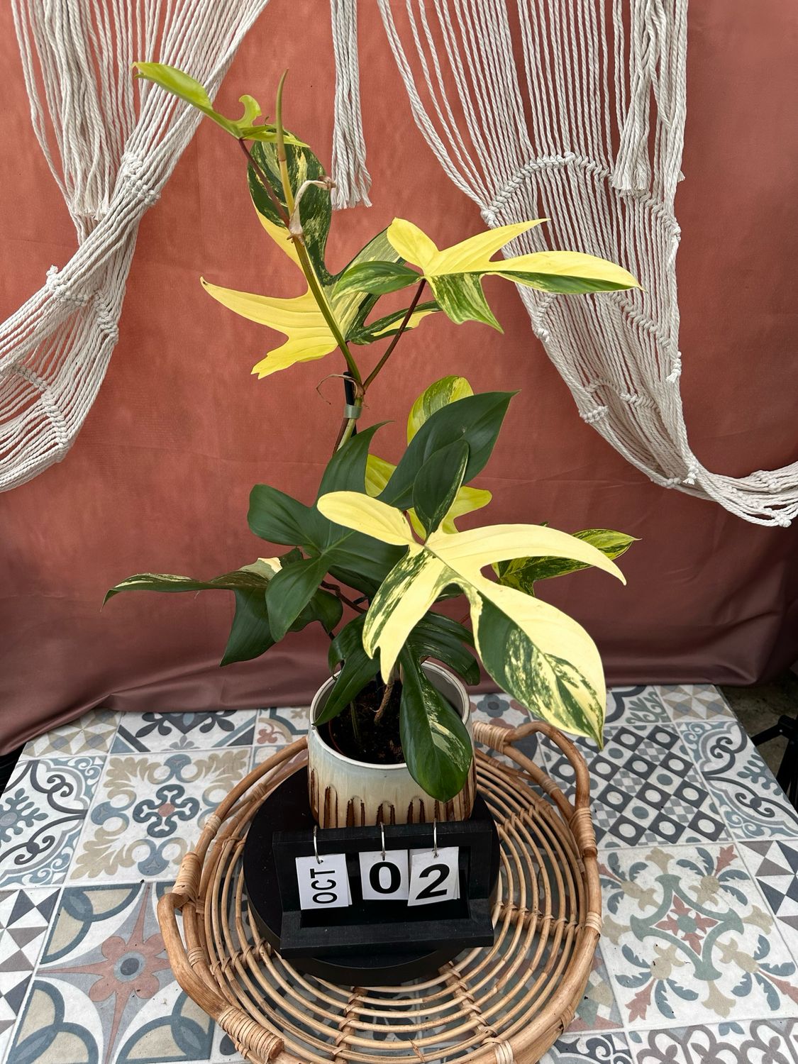 Philodendron Florida Beauty #2