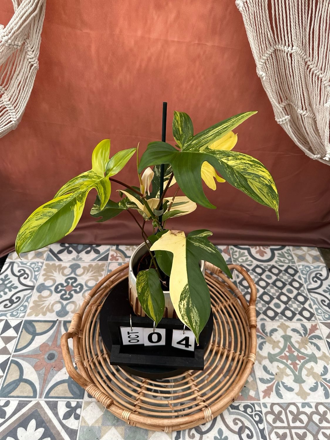 Philodendron Florida Beauty #4 Philodendron Florida Beauty #4
