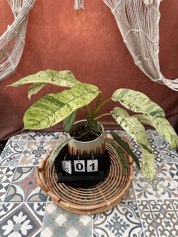 Epipremnum Giganteum Variegata #1 Epipremnum Giganteum Variegata #1