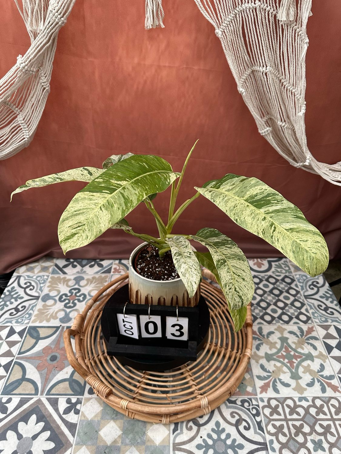 Epipremnum Giganteum Variegata #3
