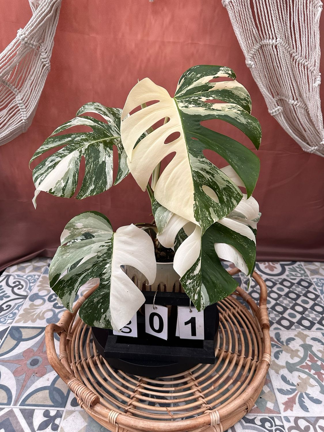Monstera Deliciosa Albo Variegata #1