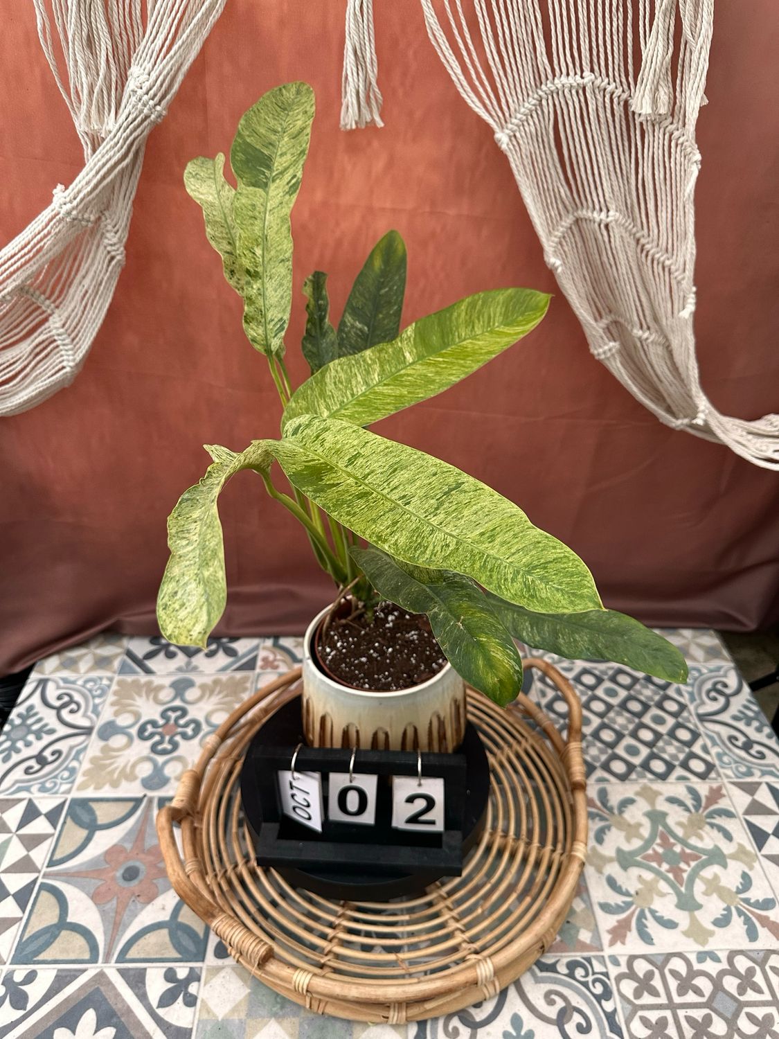 Epipremnum Giganteum Variegata #2