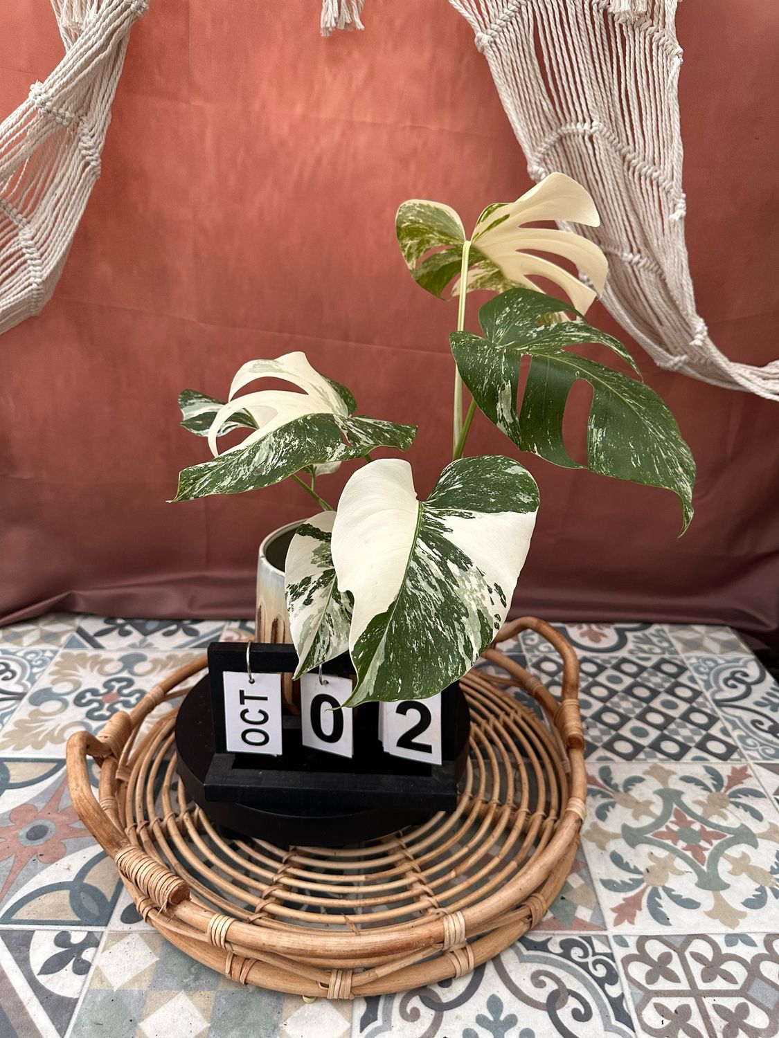 Monstera Deliciosa Albo Variegata #2