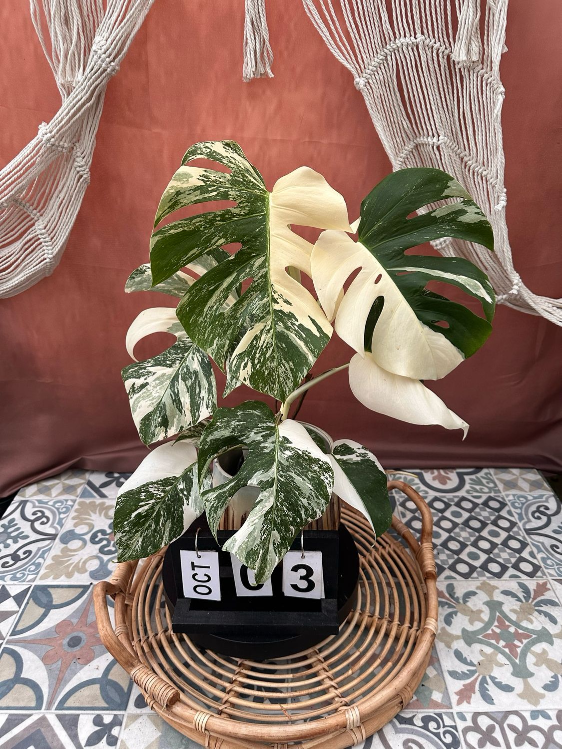 Monstera Deliciosa Albo Variegata #3