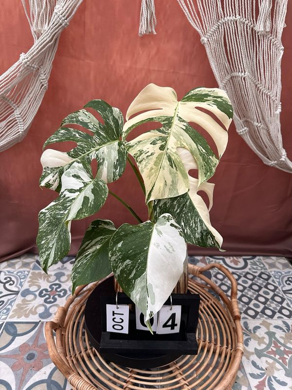 Monstera Deliciosa Albo Variegata #4 Monstera Deliciosa Albo Variegata #4