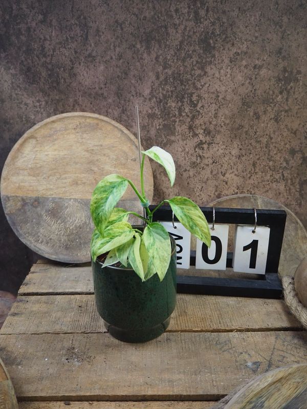 Monstera Laniata Mint #1 Monstera Laniata Mint #1