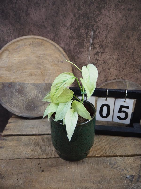 Monstera Laniata Mint #5 Monstera Laniata Mint #5