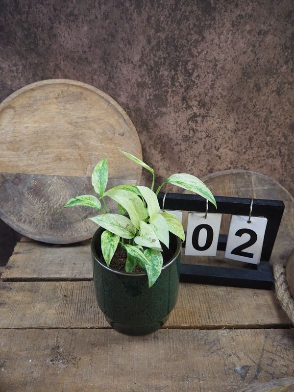 Monstera Laniata Mint #2 Monstera Laniata Mint #2