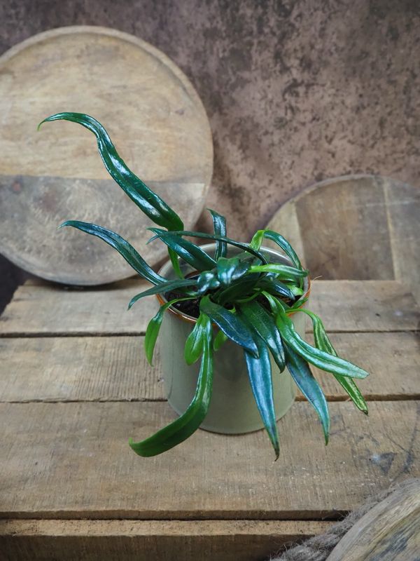 Microsorum thailandicum - Ölfarn Microsorum thailandicum - Ölfarn