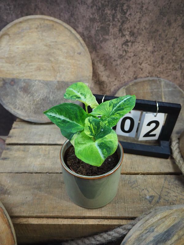 Syngonium Scrambled Eggs #2 Syngonium Scrambled Eggs #2