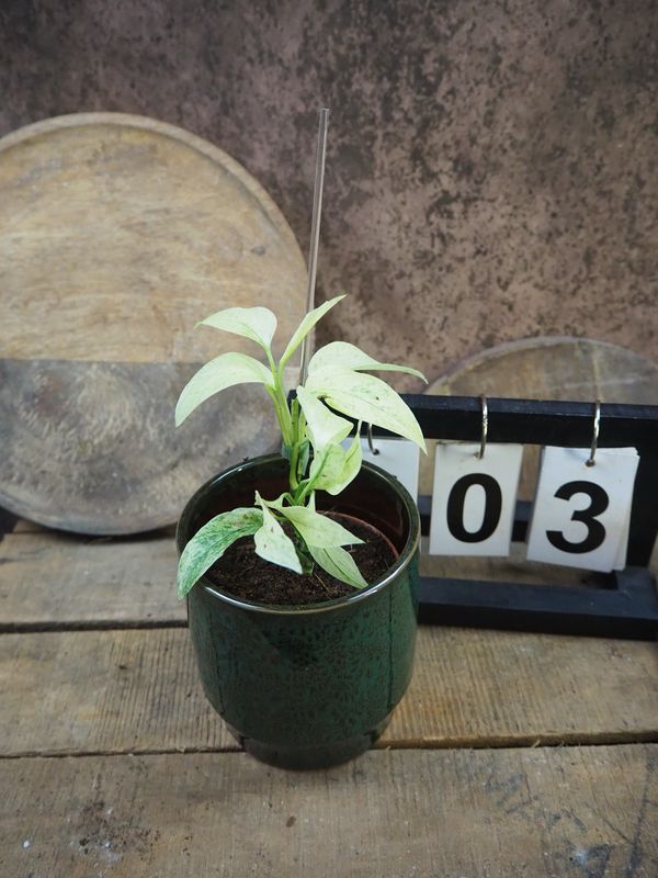 Monstera Laniata Mint #3 Monstera Laniata Mint #3