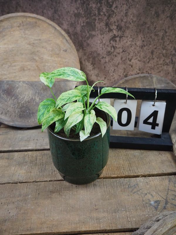 Monstera Laniata Mint #4 Monstera Laniata Mint #4