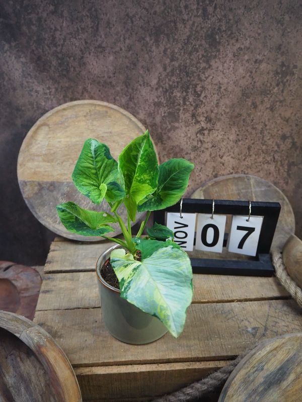 Syngonium Scrambled Eggs #7 Syngonium Scrambled Eggs #7